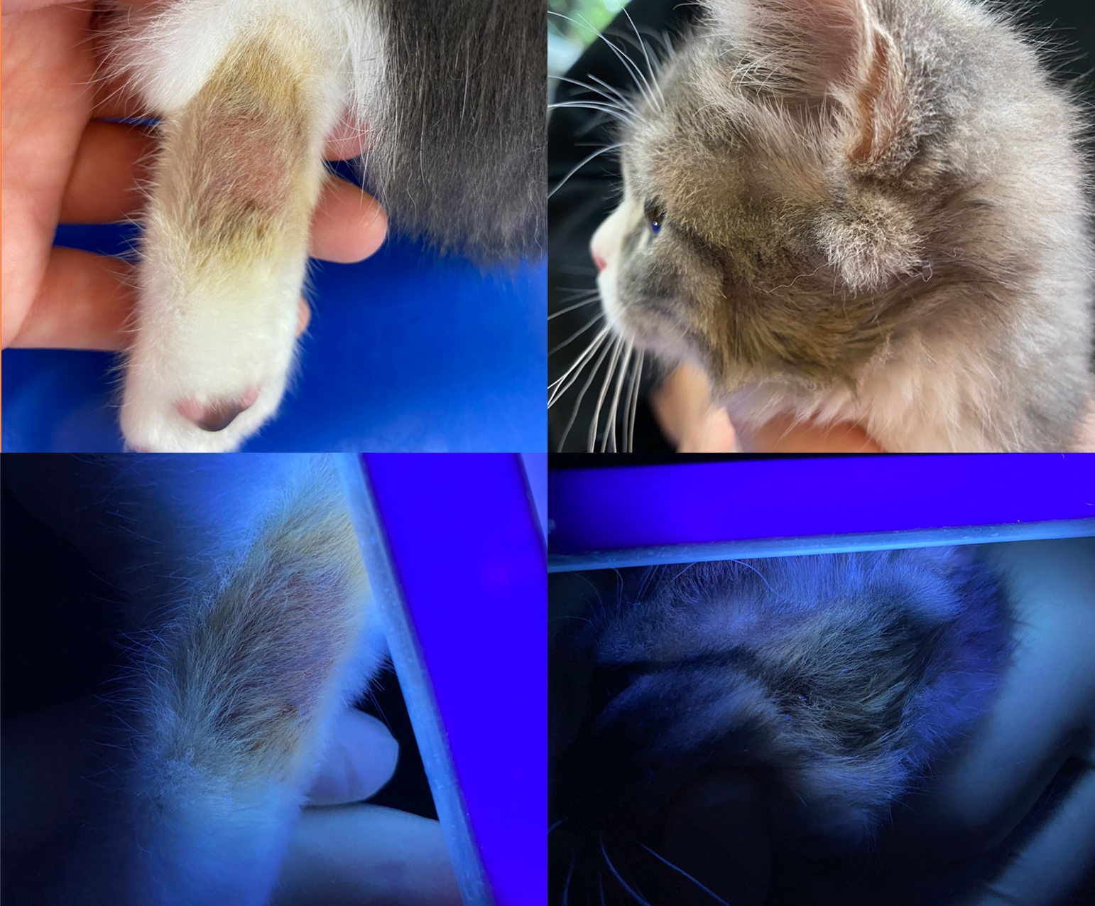 猫の皮膚糸状菌症 ~カビ~ | 猫専門病院の猫ブログ nekopedia ネコペディア